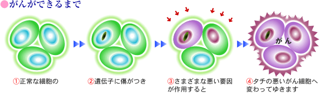 がんができるまで